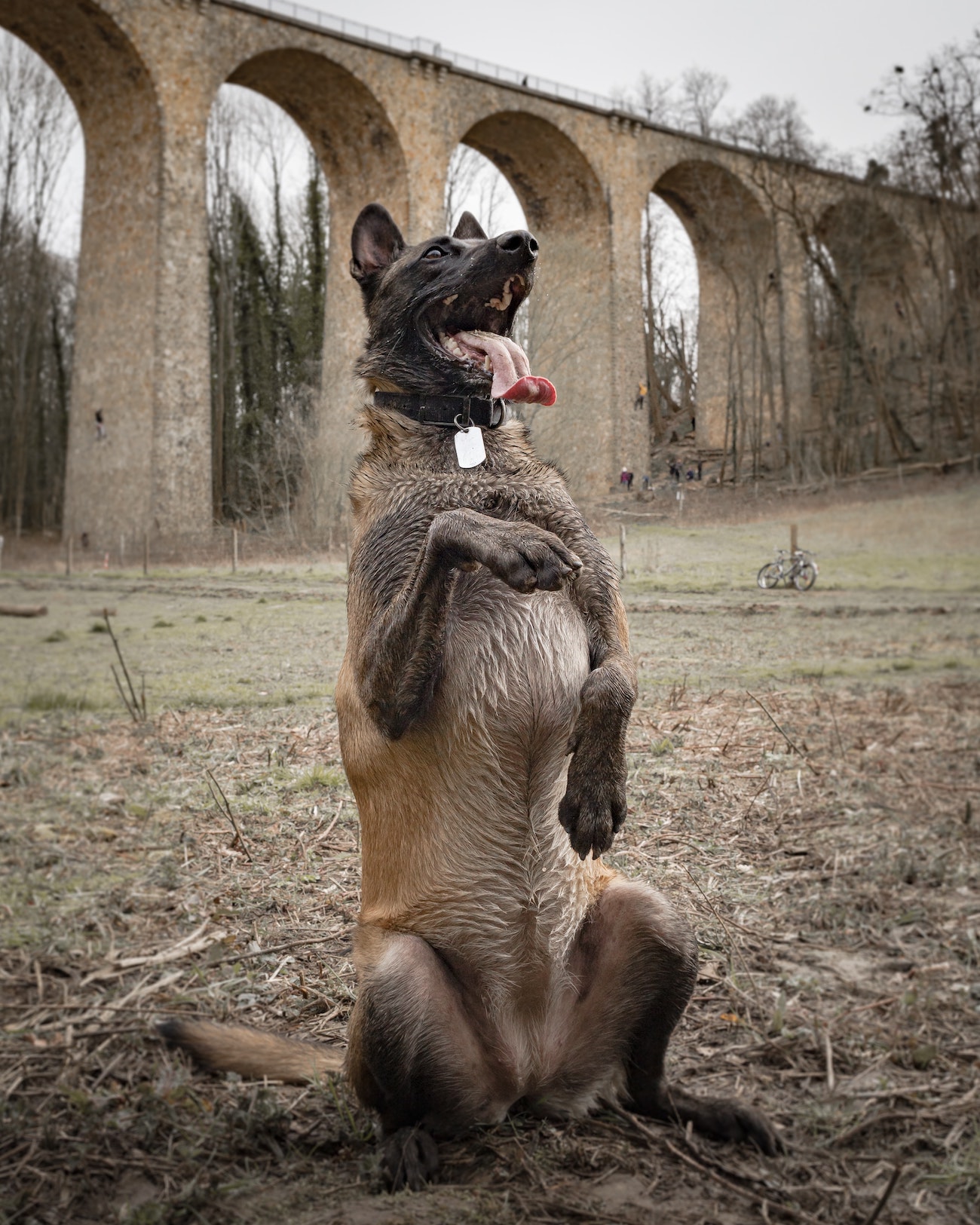 dog-commands-in-german